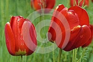 Red tulips