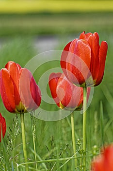 Red tulips