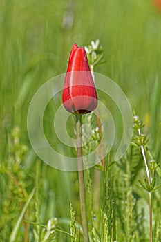 Red tulips