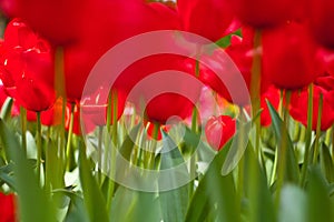 Red Tulips