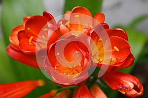 Red tulips photo