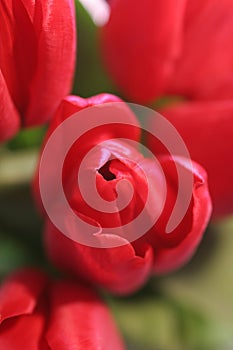 Red Tulips