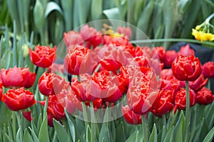 Red tulips abba field background