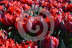 Red tulips of Abba variety