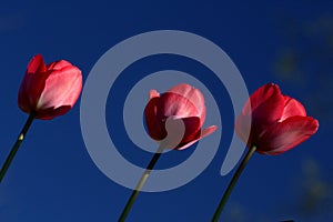 Red tulips against a blue sky.