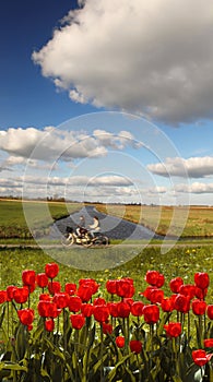 Red tulips against canal in Holland