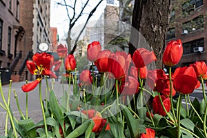 Red Tulips along the Sidewalk in Greenwich Village of New York City during Spring