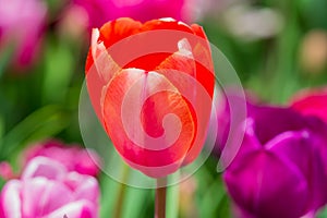 Red Tulips. Amazing bright Crimson Scarlet tulip flowers blooming in the garden at sunny spring day. Red Maroon, Ruby photo