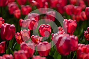 Red Tulips. Amazing bright Crimson Scarlet tulip flowers blooming in the garden at sunny spring day. Red Maroon, Ruby