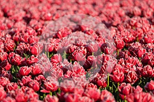 Red tulips as a background. Floral background. A field with rows of tulips.