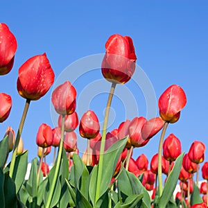 Red tulips attach with blue sky