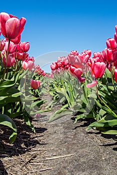 Red Tulips avenue