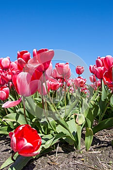 Red Tulips avenue