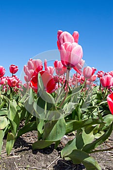 Red Tulips avenue