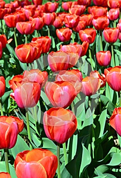 Red tulips background