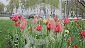 Red tulips background abstraction