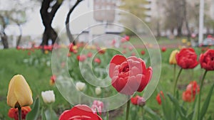 Red tulips background abstraction