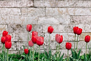 Red tulips on the background of antique brickwork with a place for text