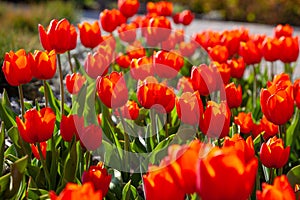 Red tulips background. Beautiful tulip in the meadow. Flower bud in spring in the sunlight. Flowerbed with flowers. Tulip close-up