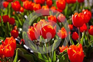Red tulips background. Beautiful tulip in the meadow. Flower bud in spring in the sunlight. Flowerbed with flowers. Tulip close-up