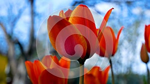 Red tulips on the background of a blue sky. Spring flowers.