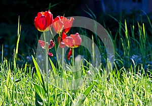 Red tulips on a background of green grass