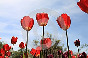 Red tulips bathing in the spring sunshine