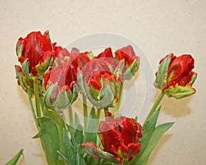 Red tulips with beautiful carved petals. Bouquet of beautiful red tulips . Hybrid varieties of tulips of red color . Spring flower