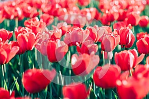 Red tulips in a beautiful sunlit spring garden