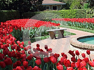 Red tulips and bench