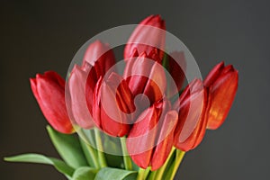 Red tulips on black