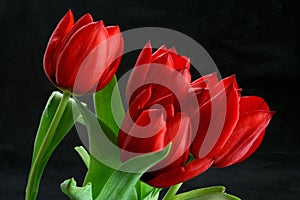 Red Tulips Black Background