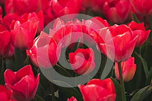 Red tulips in bloom