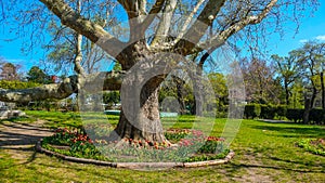 Red tulips bloom around a bicentennial plane tree in the botanical garden in Odessa