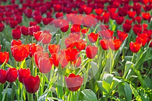 Red tulips are blooming in the garden. Beautiful floral background. Flowerbed with flowers. Close-up photo tulip