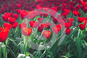 Red tulips are blooming in the garden. Beautiful floral background. Flowerbed with flowers. Close-up photo tulip