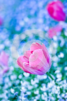 Red tulips with blue background