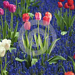 Red tulips in blue flowers meadow