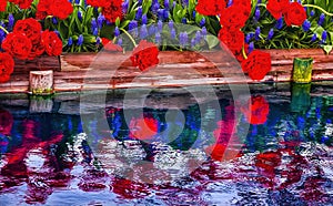 Red Tulips Blue Grape Hyacinty Reflection Skagit Valley Washington