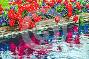 Red Tulips Blue Grape Hyacinty Reflection Skagit Valley Washington