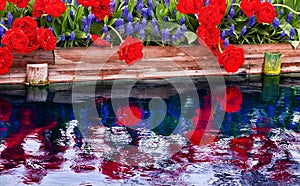 Red Tulips Blue Hyacint Reflection Washington