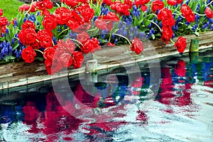Red Tulips Blue Hyacinth Reflection