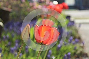 Red tulips and blue muscari flowers in spring