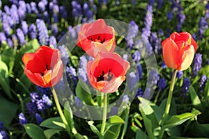 Red tulips and blue muscari flowers in spring