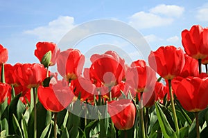 Red tulips and blue sky