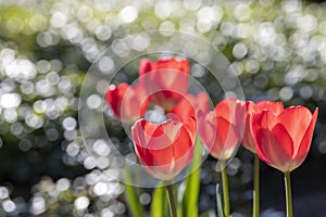 Red tulips with bokeh from drops