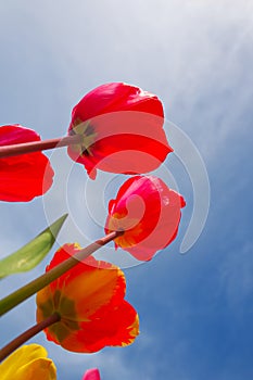 Red tulips with boldly colored cup-shaped flowers