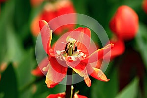 Red tulips in botanical garden( 2) photo