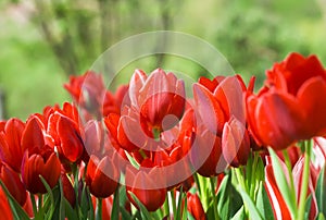 Red tulips in the Botanical garden of Merano