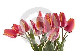 Red tulips bouqet photo